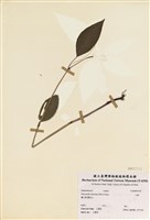 藏品(山靛)的圖片